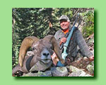 Bighorn