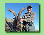 Gredos Ibex